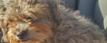 Dopo che la donna ha perso il suo cane, decide di adottare Stitch, un cucciolo in stato di abbandono. La trasformazione è sorprendente