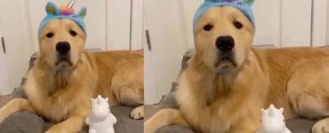Cucciolo ha paura del buio (VIDEO)