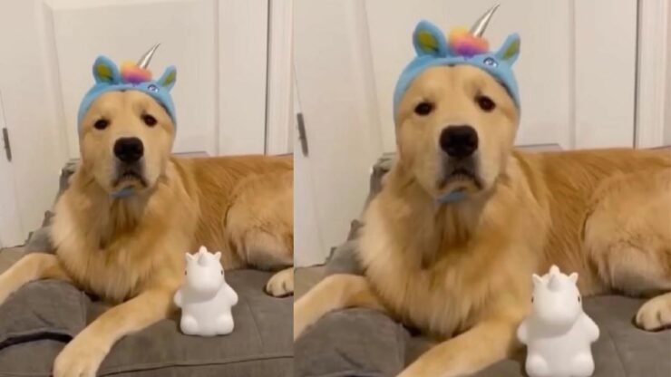 Cucciolo ha paura del buio (VIDEO)