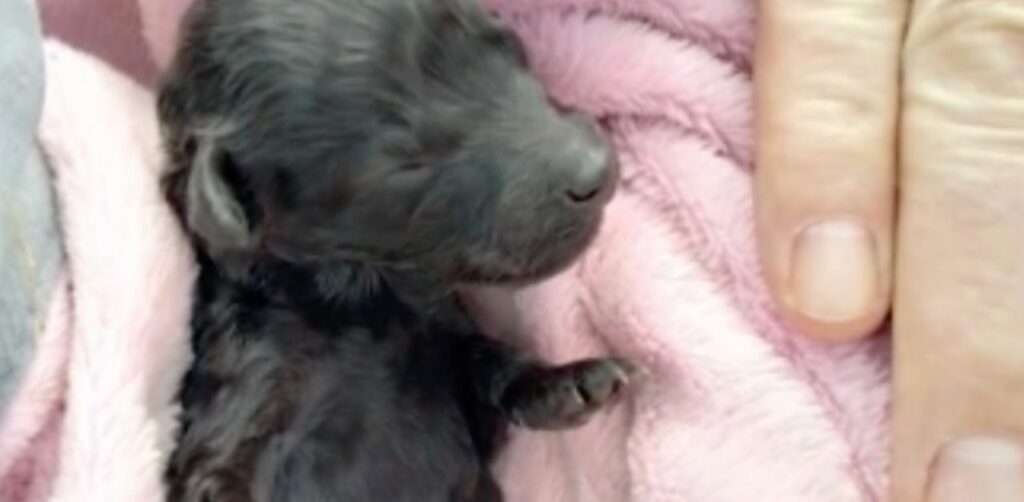 La storia di un cucciolo di cane abbandonato in un cassonetto a causa della sua zampa malformata