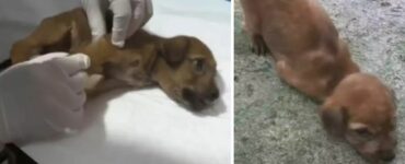 Cucciolo di cane disperato per il dolore aspettava di essere salvato