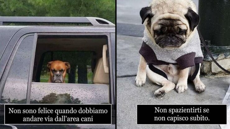 dimenticare cane