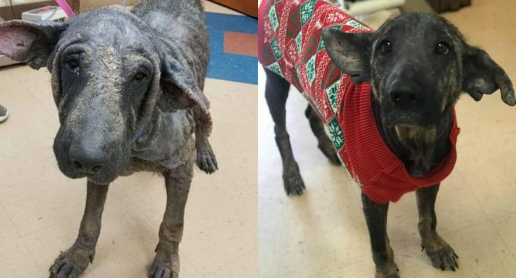 La trasformazione di Grinch, cane di pietra