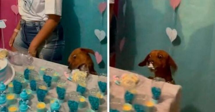 cagnolino mangia torta