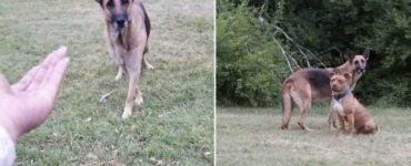 la ragazza ottiene la fiducia del cane