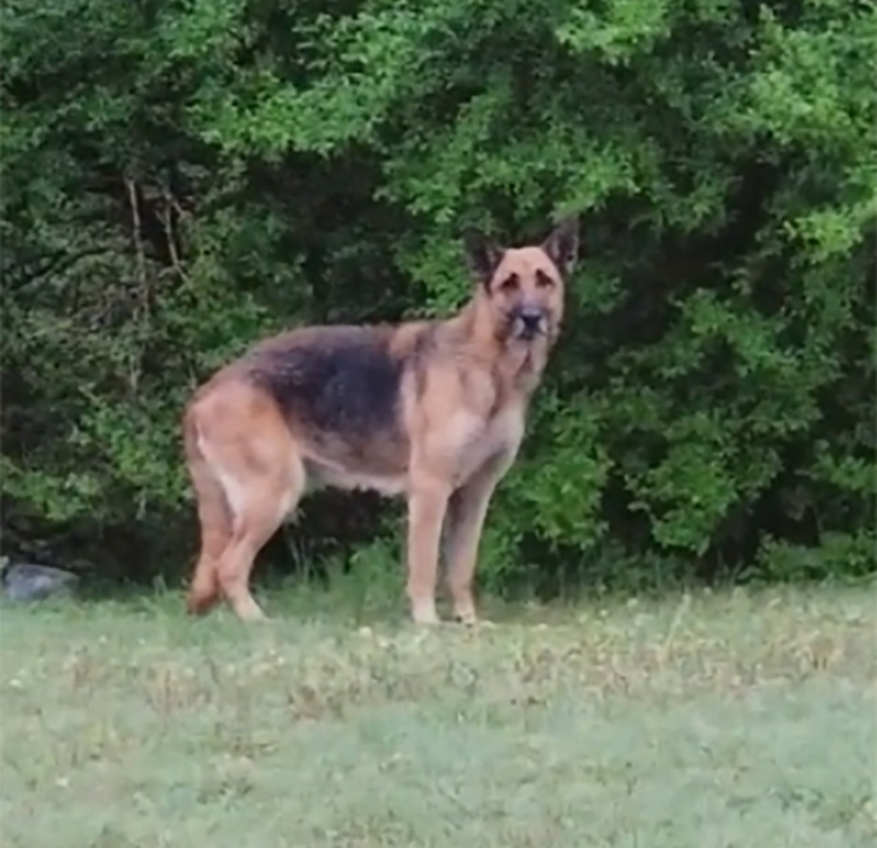 la ragazza ottiene la fiducia del cane