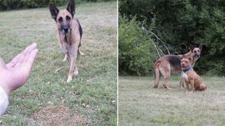 la ragazza ottiene la fiducia del cane