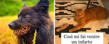 foto animali paura