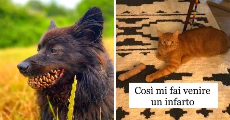 foto animali paura