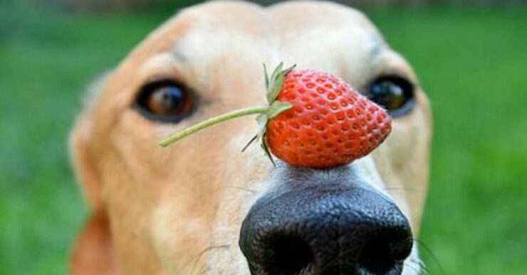 frutta ai cani