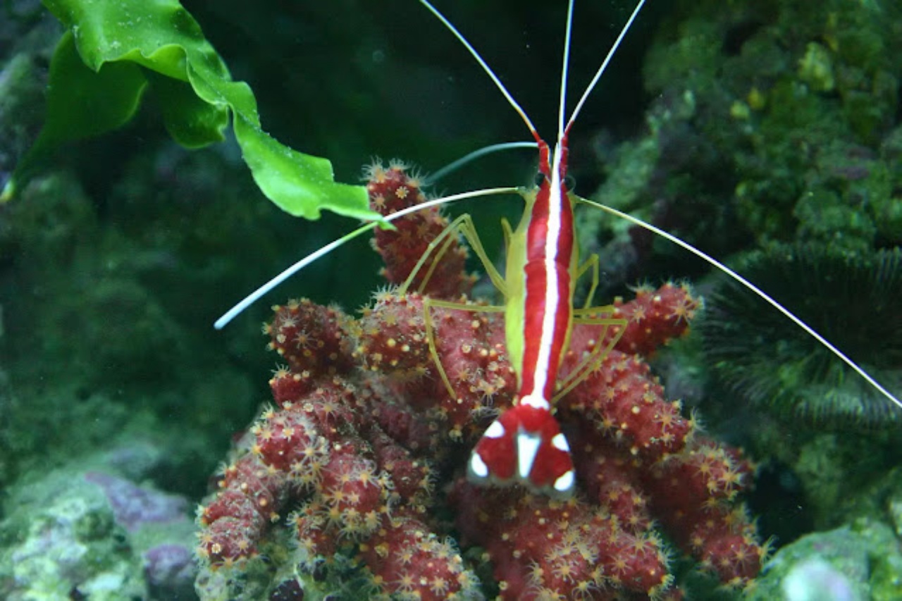 gambero verde rosso e bianco