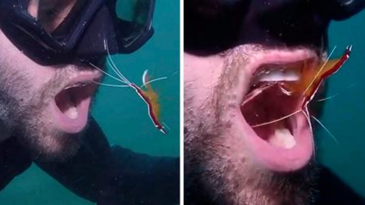 gambero pulisce denti a subacqueo