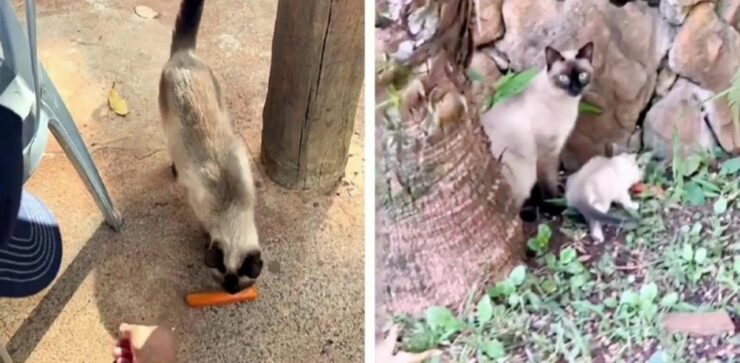 Veterinario offre del cibo ad una gatta randagia e assiste alla scena più tenera del mondo