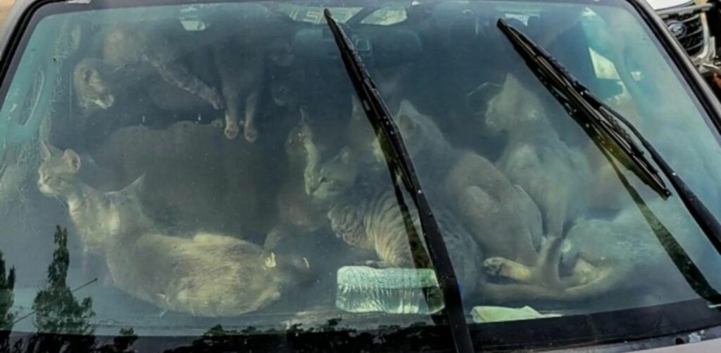 Un senzatetto vive in una macchina con 47 gatti: la sua storia lascia a bocca aperta