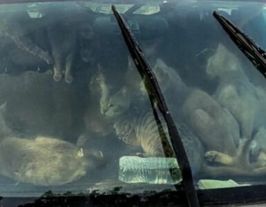 Un senzatetto vive in una macchina con 47 gatti: la sua storia lascia a bocca aperta