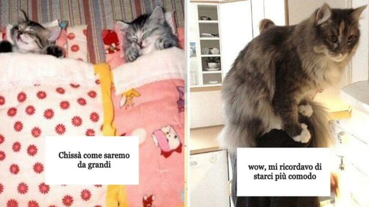 gatti casa prima e dopo