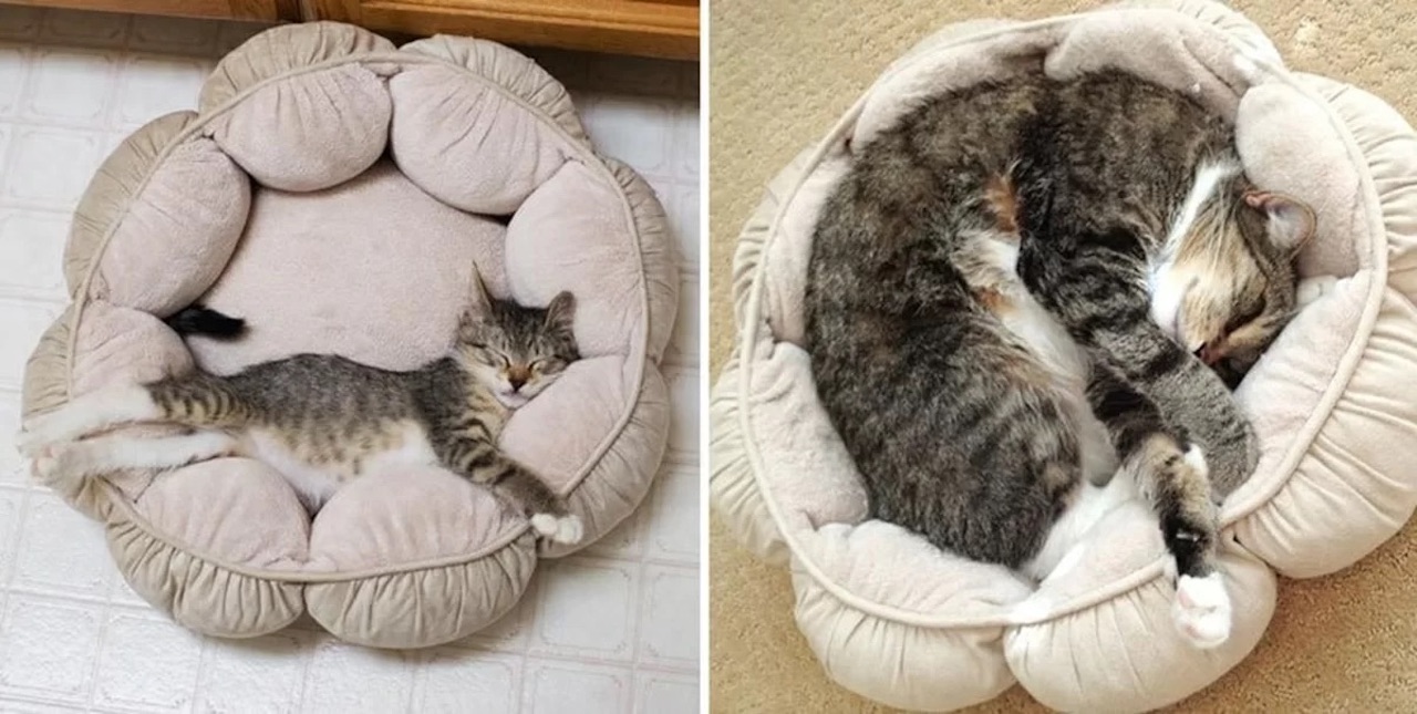gatti casa prima e dopo