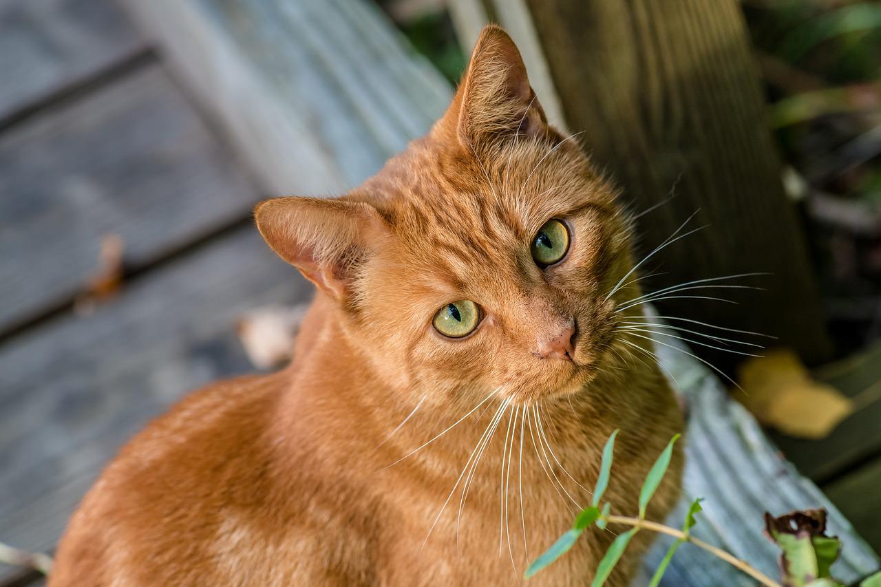 gatti possono prevedere