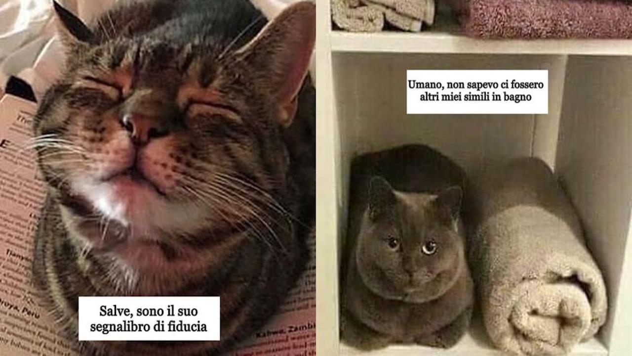 gatti trovano posti