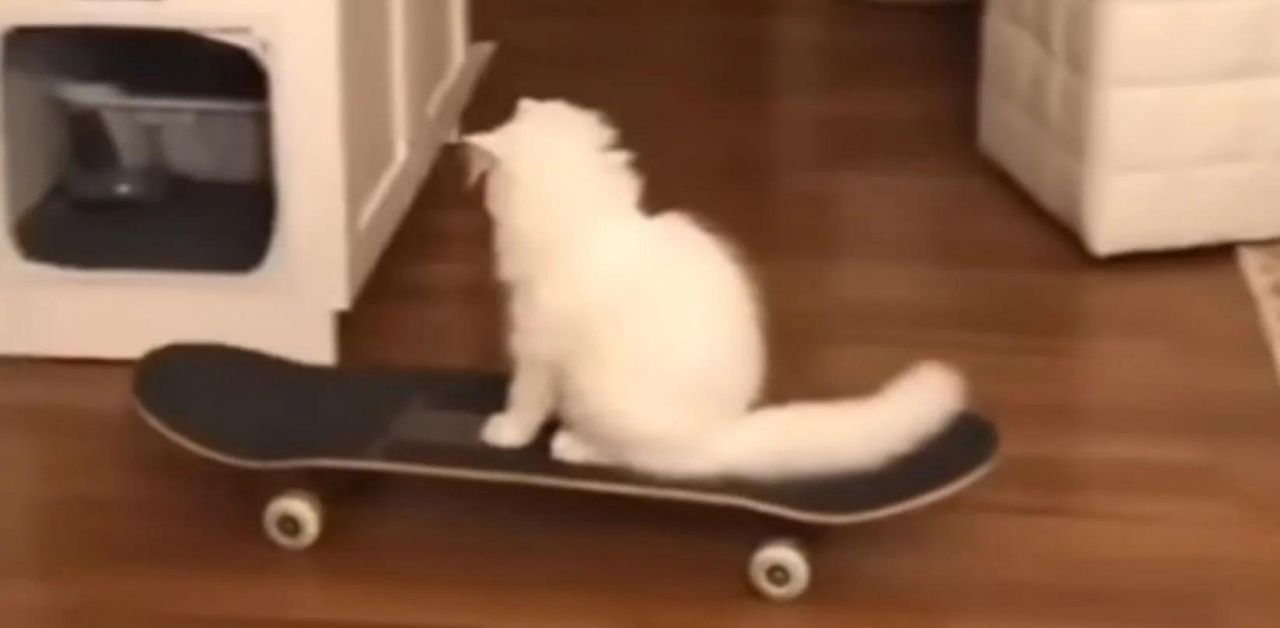 Questo dolce gattino che sfreccia per il corridoio con lo skateboard ha lasciato tutti a bocca aperta. Guarda il video!