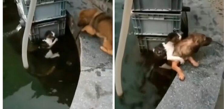 Un cagnolino coraggioso è saltato in acqua per salvare un gattino in pericolo