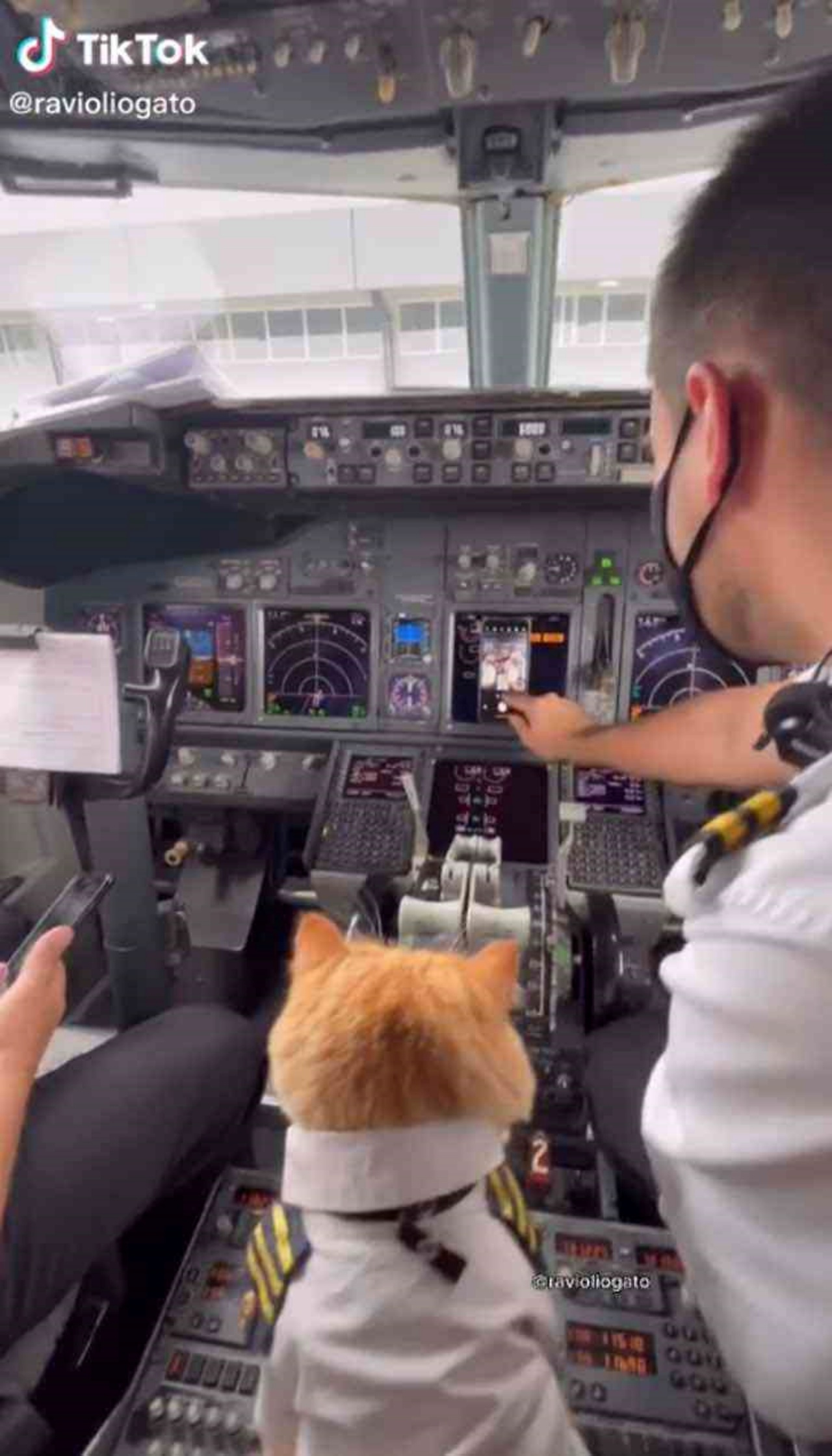gatto al comando aereo