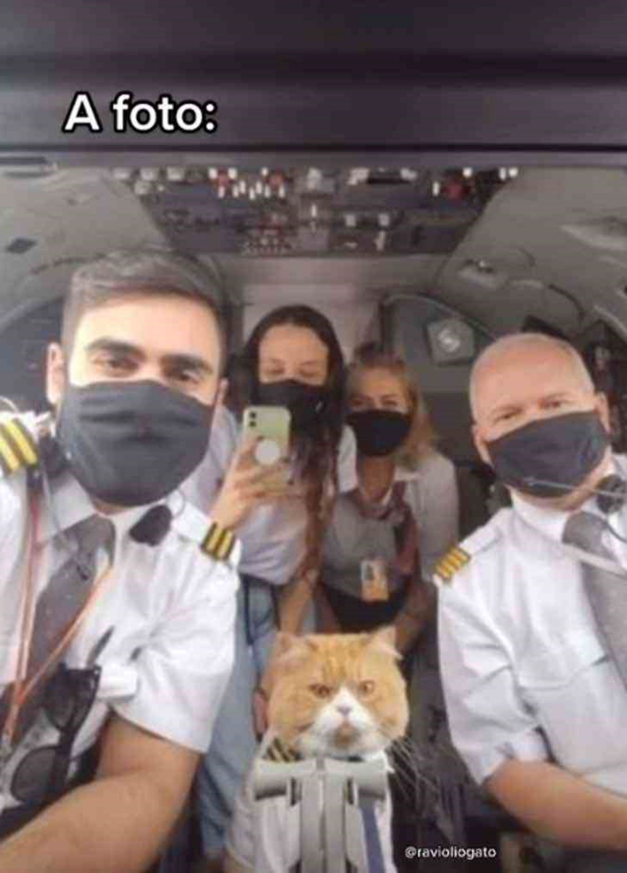 gatto foto in aereo