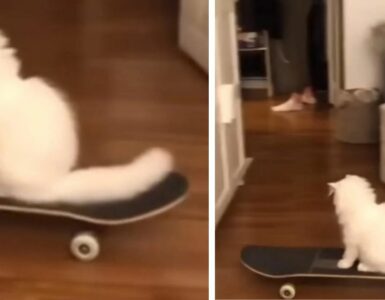 Il video di questo gattino che impara ad andare sullo skateboard lascia a bocca aperta tutto il web