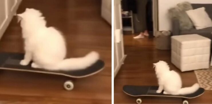 Il video di questo gattino che impara ad andare sullo skateboard lascia a bocca aperta tutto il web