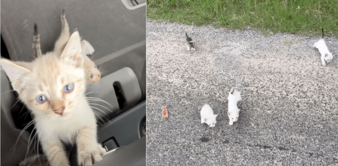 Un uomo si ferma per salvare un gattino e ne escono altri 12 a chiedergli aiuto