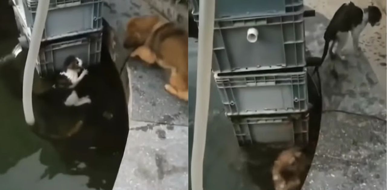Un cagnolino coraggioso è saltato in acqua per salvare un gattino in pericolo
