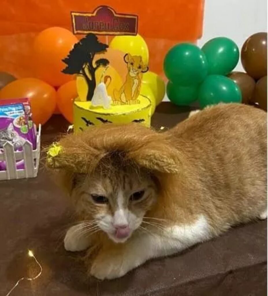 gatto con la parrucca da Simba