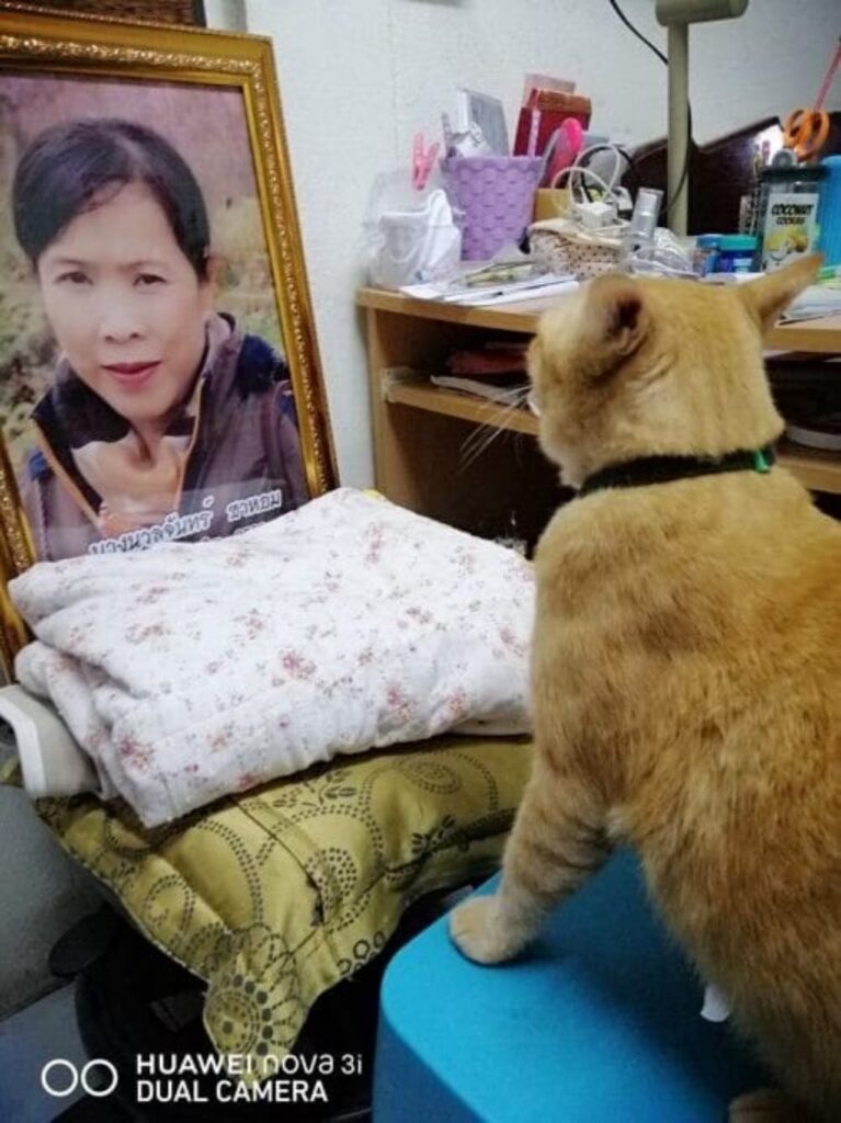 il gatto passa molto tempo davanti alla fotografia della proprietaria
