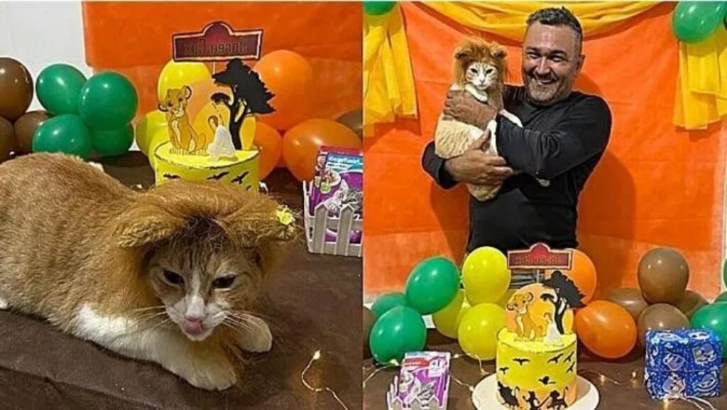 gatto alla sua festa di compleanno