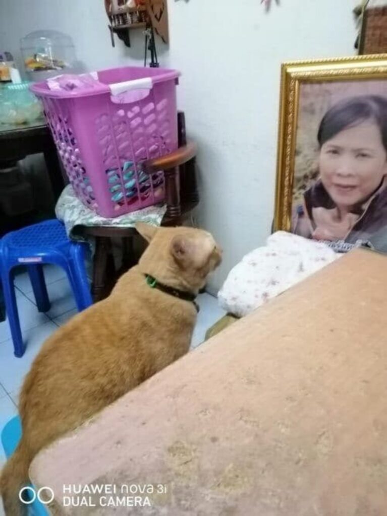 il gatto osserva la foto della proprietaria defunta