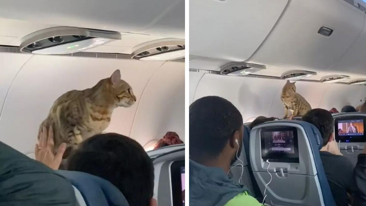 Gatto ribelle inizia a saltate su tutti i sedili in aereo