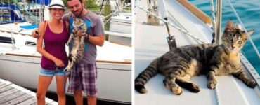 gatto in barca