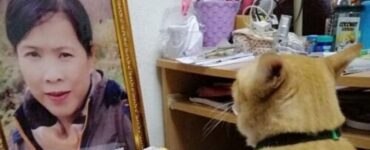 gatto osserva la foto della proprietaria