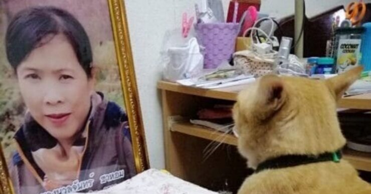 gatto osserva la foto della proprietaria