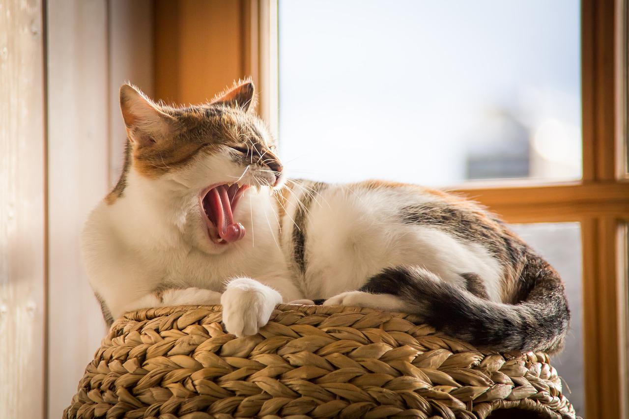 gatto punti corpo