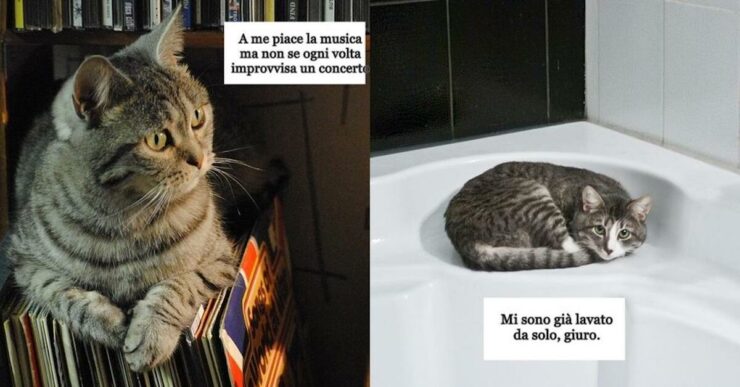 gatto prova fastidio