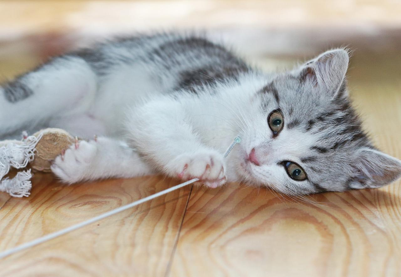 gatto felice in casa