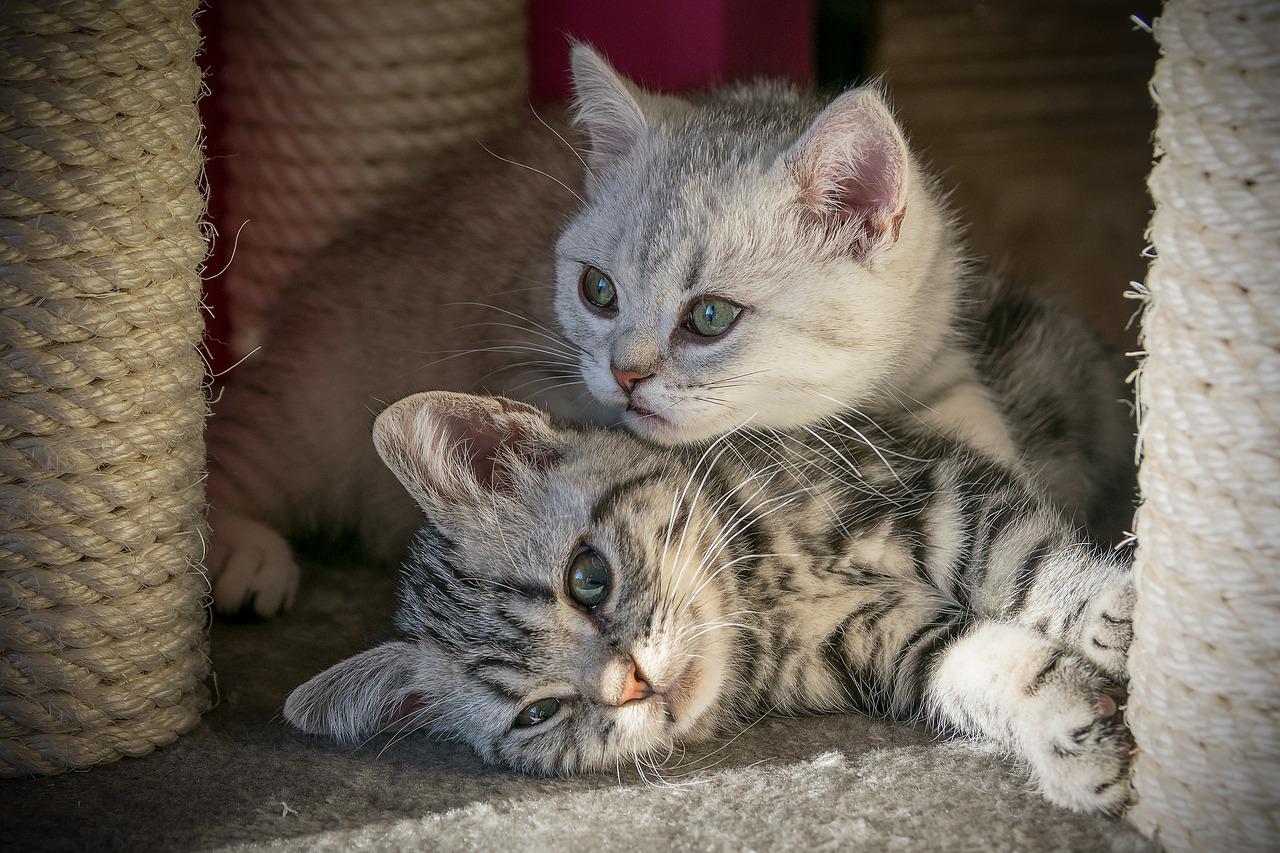 gatto felice in casa