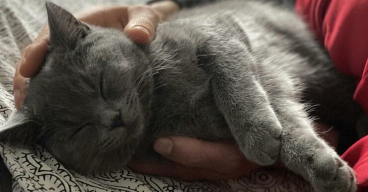 gatto felice in casa