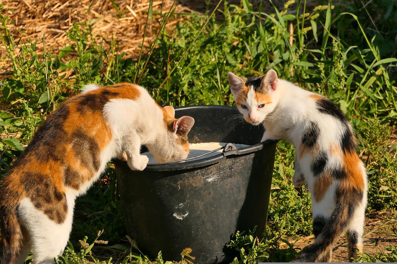 gatto secchi spazzatura