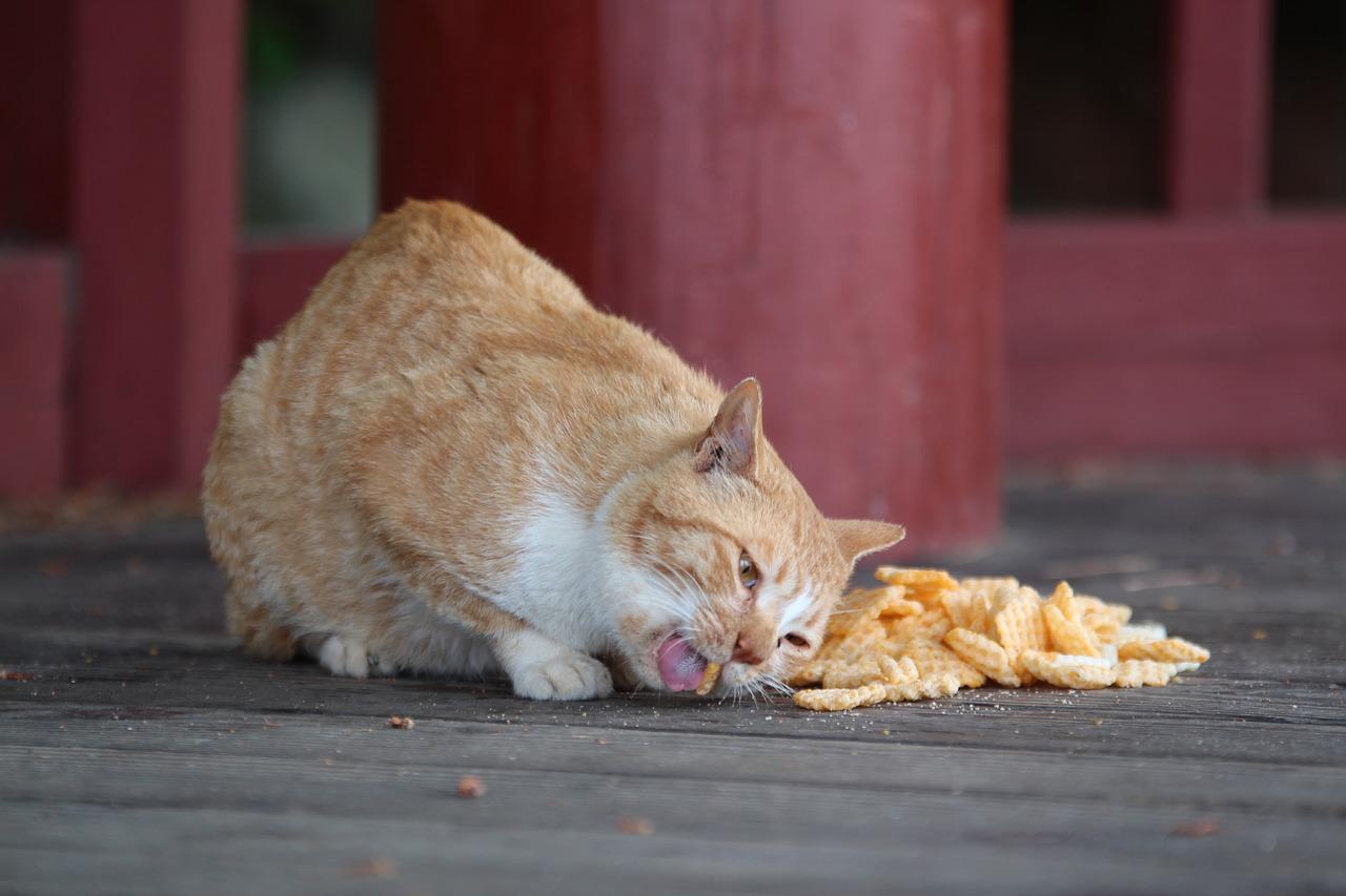 gatto secchi spazzatura