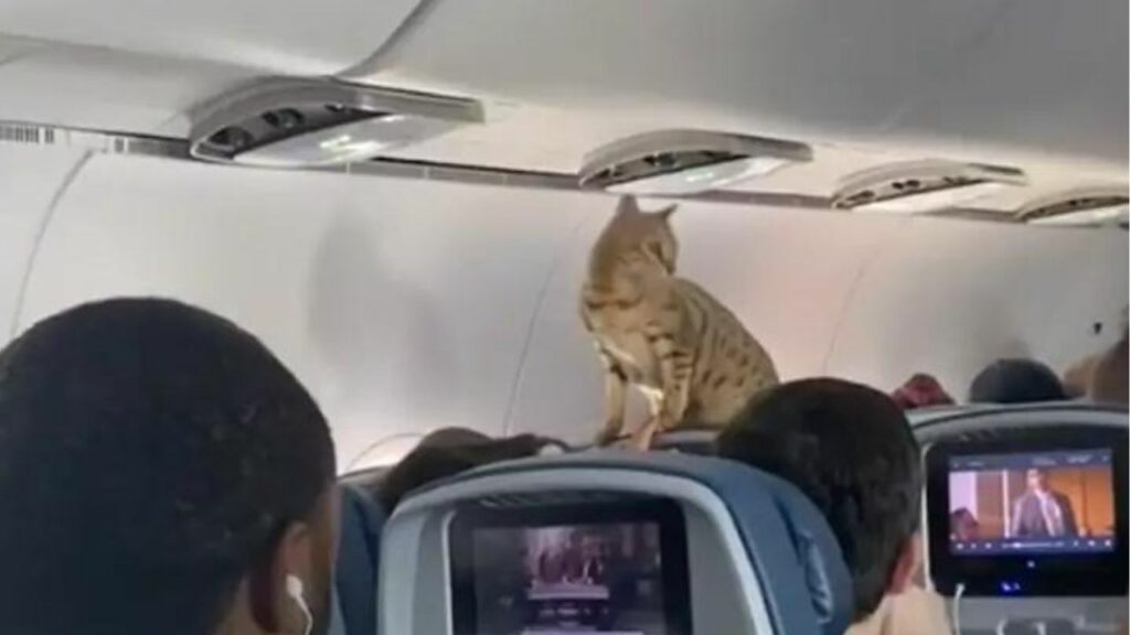 Gatto ribelle inizia a saltate su tutti i sedili in aereo