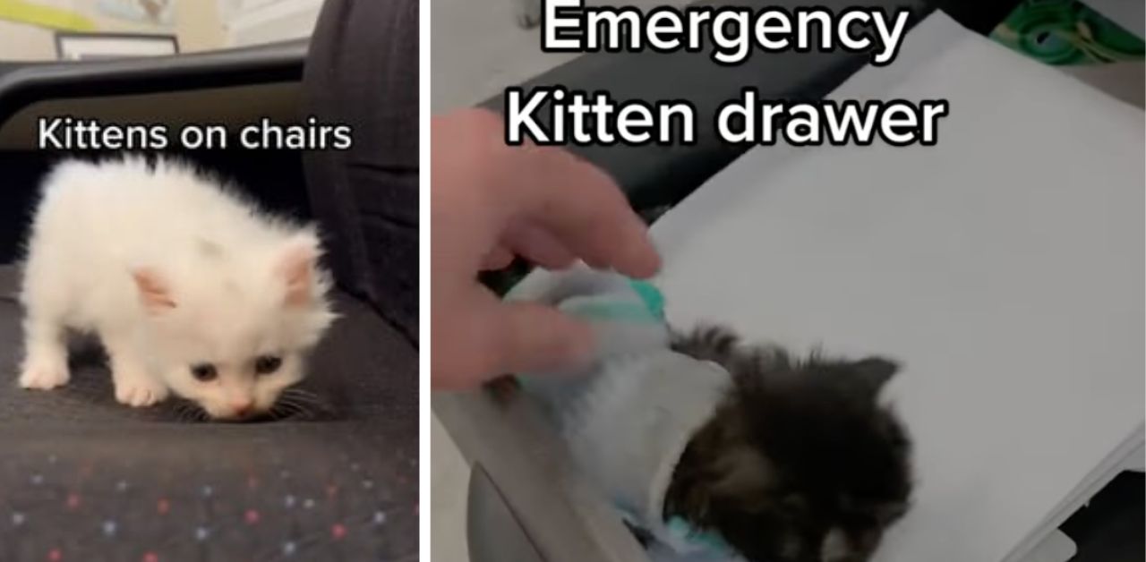 Golden Retriever e il suo amico gattino vengono assunti in uno studio veterinario (VIDEO)