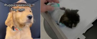 Golden Retriever e il suo amico gattino vengono assunti in uno studio veterinario (VIDEO)