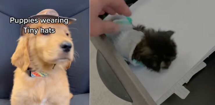 Golden Retriever e il suo amico gattino vengono assunti in uno studio veterinario (VIDEO)